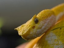 Testez vos connaissances sur les animaux - Quizz sur les  sur les serpents venimeux
