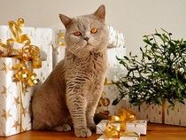 Idées cadeaux pour les amoureux des animaux